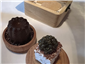petit fours